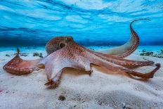 Octopus-Barathieu Gabriel-Framed Photographic Print