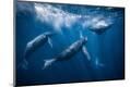 Premium Photographic Print