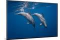 Premium Photographic Print