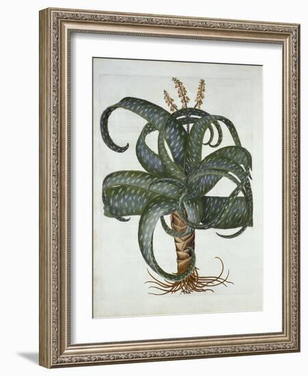 Barbados Aloe, from 'Hortus Eystettensis', by Basil Besler (1561-1629) Pub. 1613-German School-Framed Giclee Print