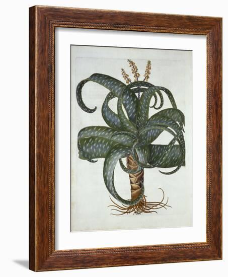 Barbados Aloe, from 'Hortus Eystettensis', by Basil Besler (1561-1629) Pub. 1613-German School-Framed Giclee Print