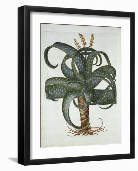 Barbados Aloe, from 'Hortus Eystettensis', by Basil Besler (1561-1629) Pub. 1613-German School-Framed Giclee Print