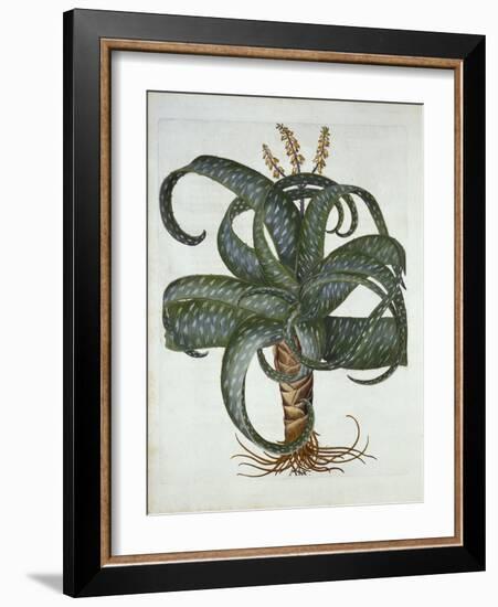 Barbados Aloe, from 'Hortus Eystettensis', by Basil Besler (1561-1629) Pub. 1613-German School-Framed Giclee Print