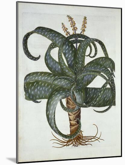 Barbados Aloe, from 'Hortus Eystettensis', by Basil Besler (1561-1629) Pub. 1613-German School-Mounted Giclee Print