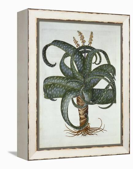 Barbados Aloe, from 'Hortus Eystettensis', by Basil Besler (1561-1629) Pub. 1613-German School-Framed Premier Image Canvas