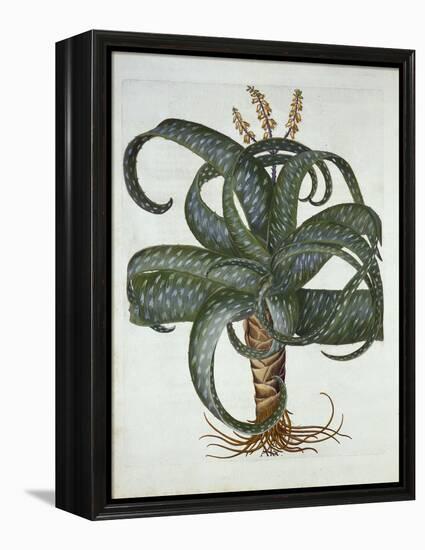 Barbados Aloe, from 'Hortus Eystettensis', by Basil Besler (1561-1629) Pub. 1613-German School-Framed Premier Image Canvas