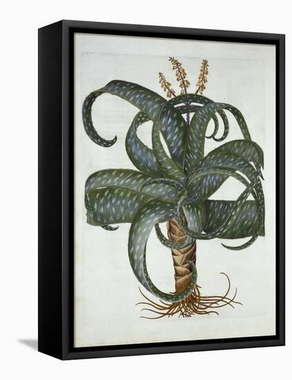 Barbados Aloe, from 'Hortus Eystettensis', by Basil Besler (1561-1629) Pub. 1613-German School-Framed Premier Image Canvas