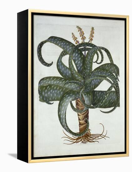 Barbados Aloe, from 'Hortus Eystettensis', by Basil Besler (1561-1629) Pub. 1613-German School-Framed Premier Image Canvas