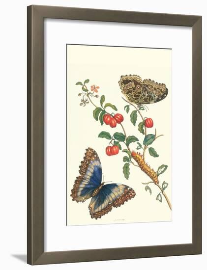 Barbados Cherry Tree with a Moth-Maria Sibylla Merian-Framed Art Print