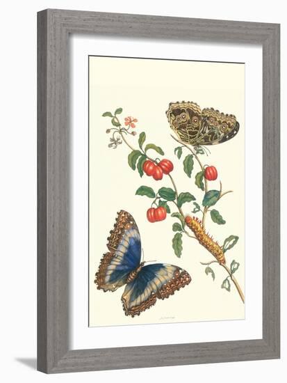 Barbados Cherry Tree with a Moth-Maria Sibylla Merian-Framed Art Print