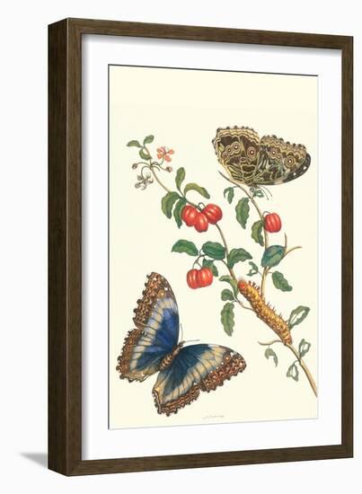 Barbados Cherry Tree with a Moth-Maria Sibylla Merian-Framed Art Print