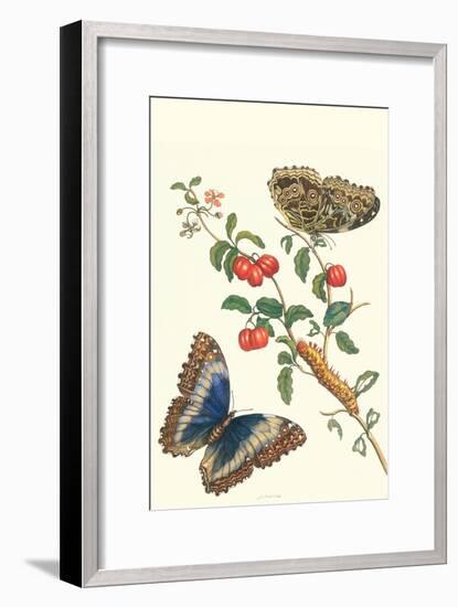 Barbados Cherry Tree with a Moth-Maria Sibylla Merian-Framed Art Print