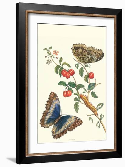 Barbados Cherry Tree with a Moth-Maria Sibylla Merian-Framed Art Print