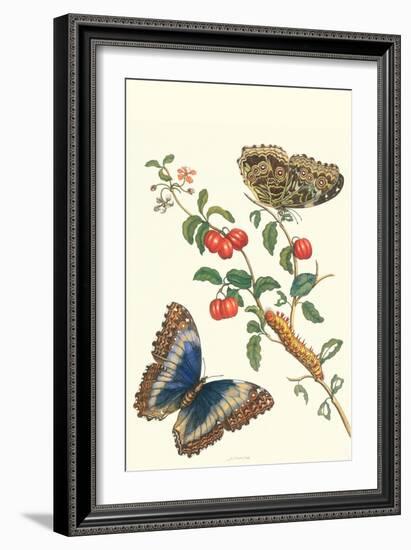 Barbados Cherry Tree with a Moth-Maria Sibylla Merian-Framed Art Print