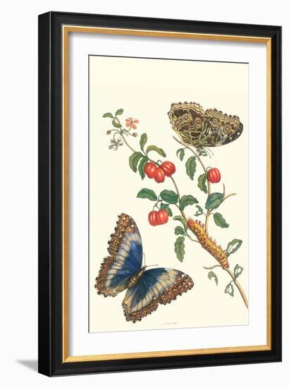 Barbados Cherry Tree with a Moth-Maria Sibylla Merian-Framed Art Print