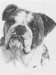 American Bulldog-Barbara Keith-Giclee Print
