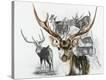 Stretched Canvas Print