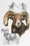 Big Horn Sheep-Barbara Keith-Giclee Print