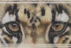 Eye-Catching Clouded Leopard-Barbara Keith-Giclee Print