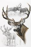 White Tailed Deer-Barbara Keith-Giclee Print