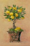 Potted Lemons-Barbara Mock-Giclee Print