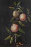 Branch of a Pear Tree-Barbara Regina Dietzsch-Giclee Print