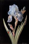 Pear Blossom-Barbara Regina Dietzsch-Giclee Print
