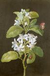 Pear Blossom-Barbara Regina Dietzsch-Giclee Print