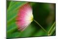 Premium Photographic Print