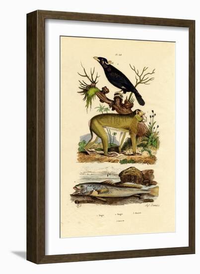 Barbary Ape, 1833-39-null-Framed Giclee Print