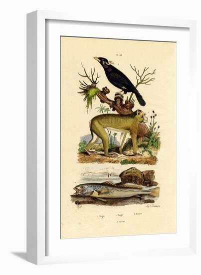 Barbary Ape, 1833-39-null-Framed Giclee Print