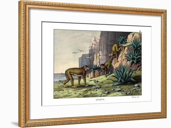 Barbary Ape, 1860-null-Framed Giclee Print