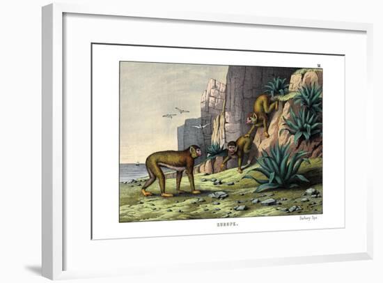 Barbary Ape, 1860-null-Framed Giclee Print