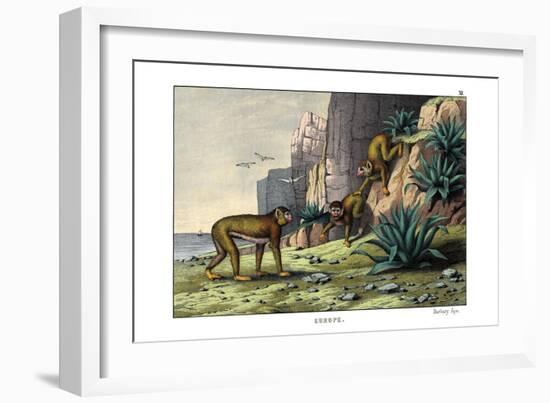 Barbary Ape, 1860-null-Framed Giclee Print