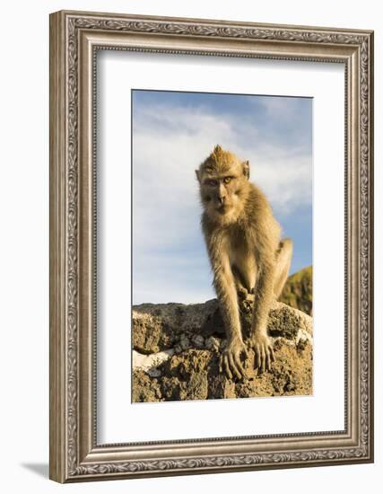 Barbary Ape on the Gunung Batur-Christoph Mohr-Framed Photographic Print