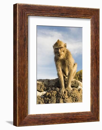 Barbary Ape on the Gunung Batur-Christoph Mohr-Framed Photographic Print