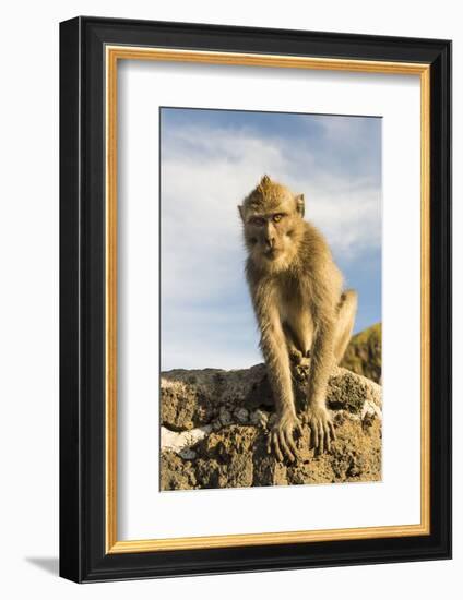 Barbary Ape on the Gunung Batur-Christoph Mohr-Framed Photographic Print