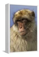 Barbary Ape Portrait (Macaca Sylvanus) Gibraltar-John Cancalosi-Framed Premier Image Canvas