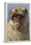 Barbary Ape Portrait (Macaca Sylvanus) Gibraltar-John Cancalosi-Framed Premier Image Canvas