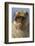 Barbary Ape Portrait (Macaca Sylvanus) Gibraltar-John Cancalosi-Framed Photographic Print