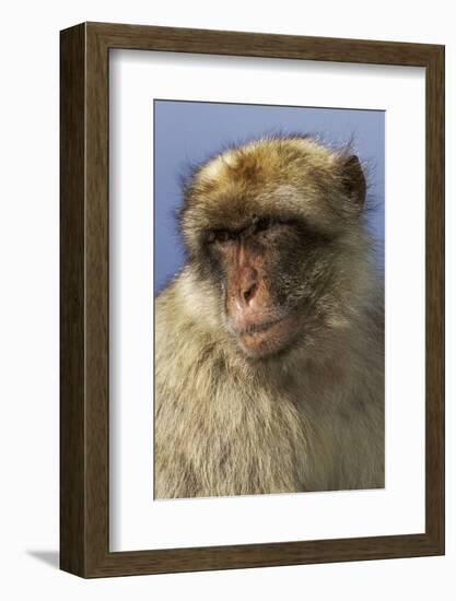 Barbary Ape Portrait (Macaca Sylvanus) Gibraltar-John Cancalosi-Framed Photographic Print