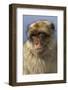 Barbary Ape Portrait (Macaca Sylvanus) Gibraltar-John Cancalosi-Framed Photographic Print