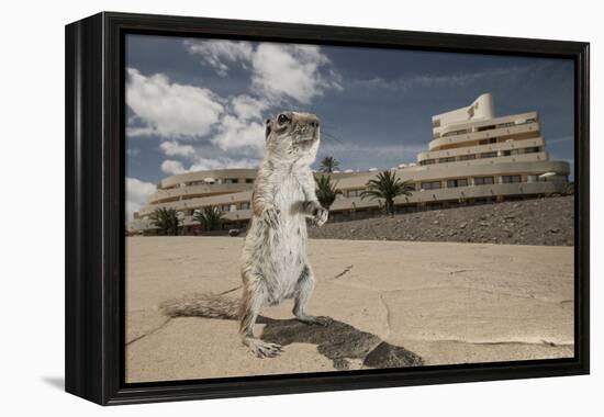 Barbary Ground Squirrel (Atlantoxerus Getulus) Outside Hotel-Sam Hobson-Framed Premier Image Canvas