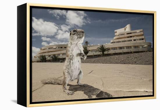 Barbary Ground Squirrel (Atlantoxerus Getulus) Outside Hotel-Sam Hobson-Framed Premier Image Canvas