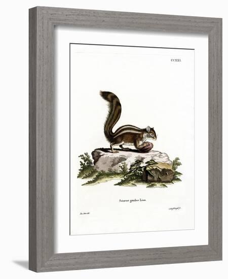 Barbary Ground Squirrel-null-Framed Giclee Print