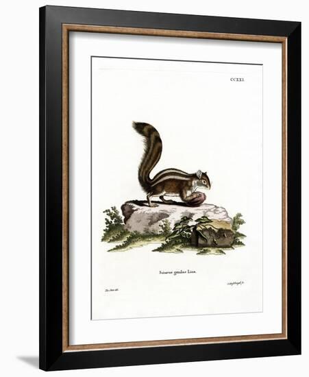 Barbary Ground Squirrel-null-Framed Giclee Print