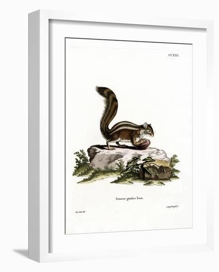 Barbary Ground Squirrel-null-Framed Giclee Print