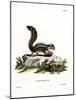 Barbary Ground Squirrel-null-Mounted Giclee Print