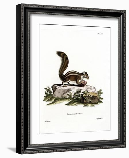 Barbary Ground Squirrel-null-Framed Giclee Print