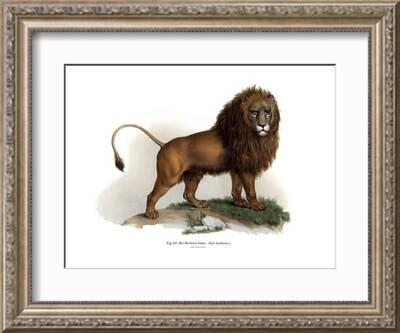 ainsborough - Lion Picture Framing Supplies Ltd